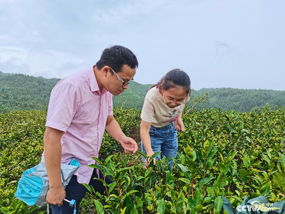 科技特派员赴政和县茶企开展技术服务。（王峰 摄）